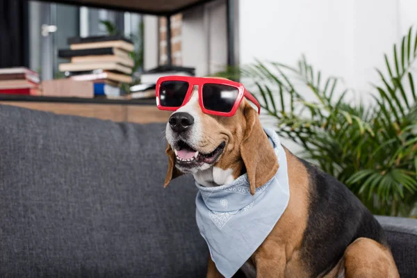 Beagle perro en gafas de sol - foto de stock