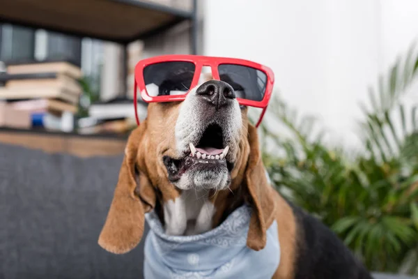 Cão beagle em óculos de sol — Fotografia de Stock