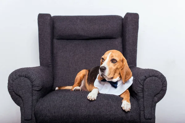 Beagle perro en pajarita - foto de stock