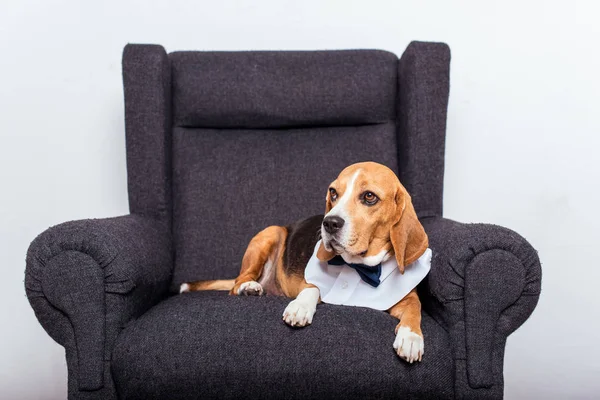 Cão beagle em gravata arco — Fotografia de Stock