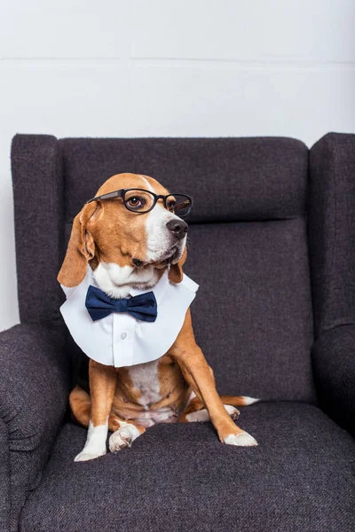 Cão beagle em gravata arco — Fotografia de Stock