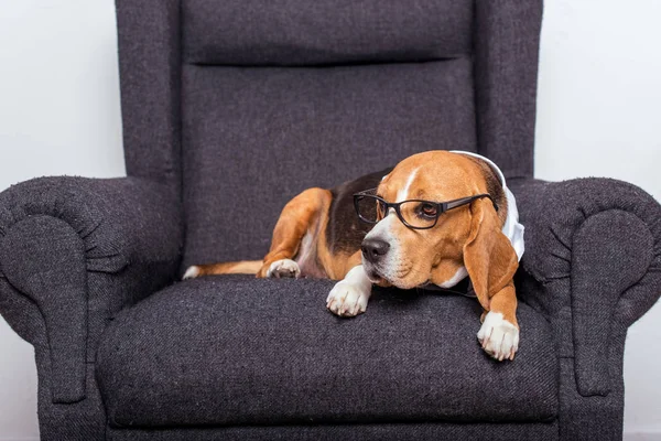 Beagle-Hund in Brille — Stockfoto