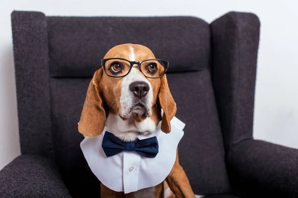 Cão beagle em gravata arco — Fotografia de Stock