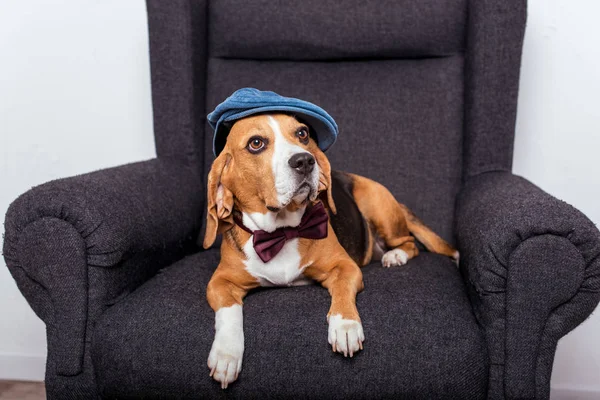 Cão beagle em gravata arco — Fotografia de Stock
