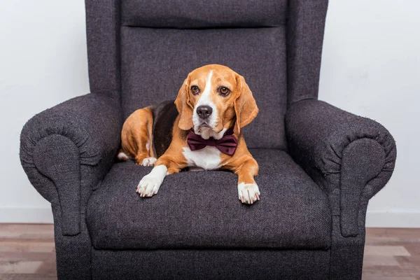 Cão beagle em gravata arco — Fotografia de Stock