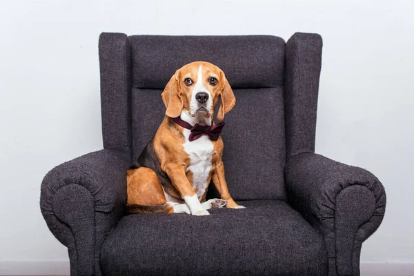 Cão beagle em gravata arco — Fotografia de Stock