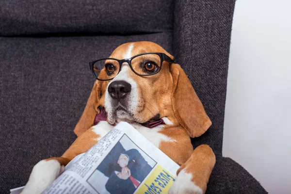 Beagle dog with newspaper — Stock Photo