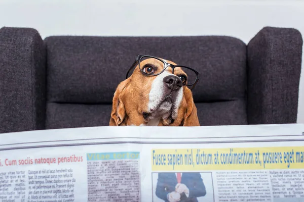 Бігль собака з газетою — стокове фото