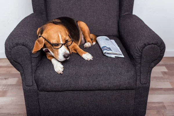 Beagle dog with newspaper — Stock Photo