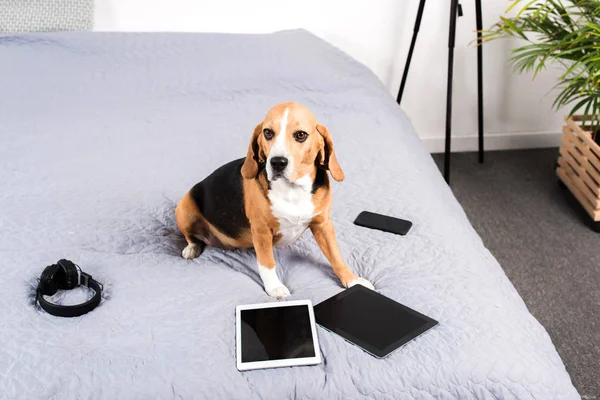 Dog with digital devices — Stock Photo