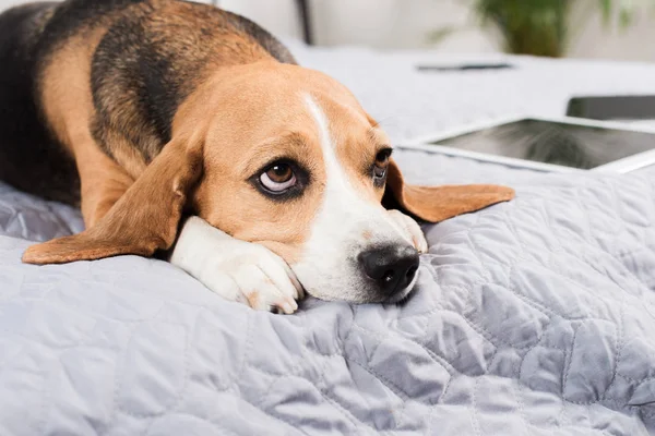 Hund mit digitalen Geräten — Stockfoto