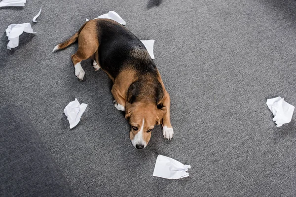 Cane con carta strappata — Foto stock