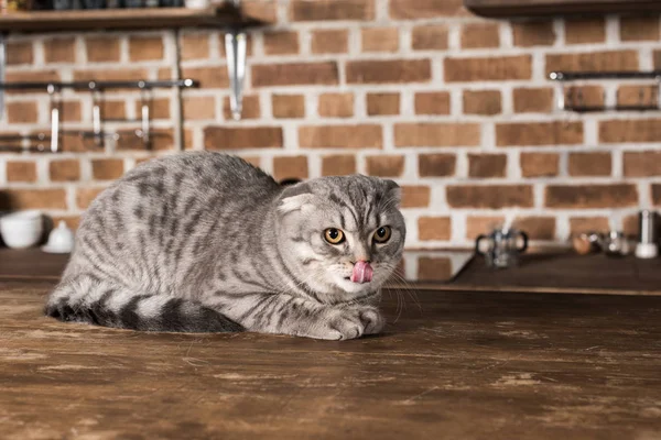 Schottische Faltenkatze — Stockfoto