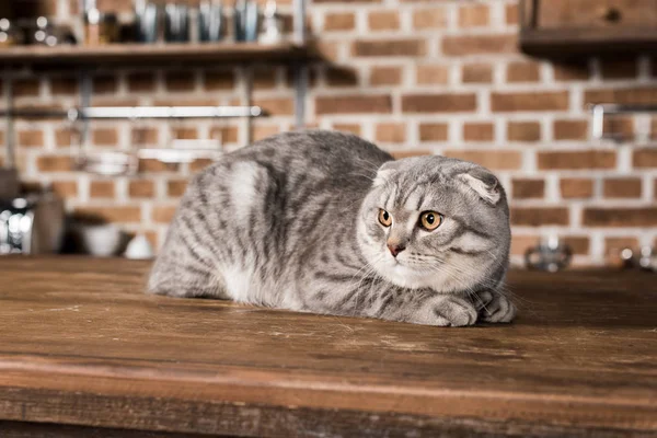 Chat pliant écossais — Photo de stock