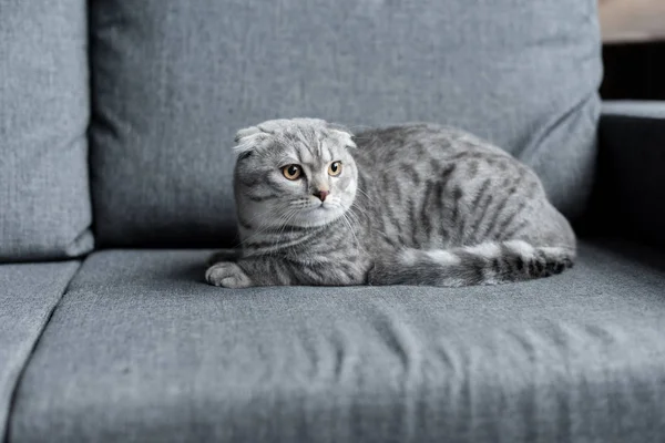 Schottische Faltenkatze — Stockfoto