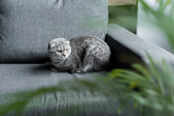 Scottish fold cat — Stock Photo