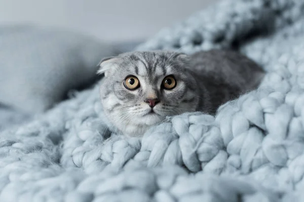 Katze auf Wolldecke — Stockfoto