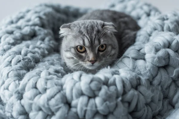 Katze auf Wolldecke — Stockfoto