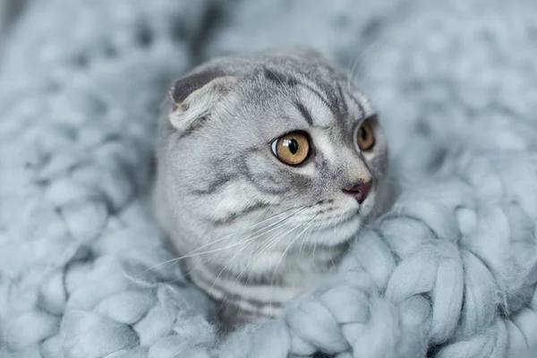 Katze auf Wolldecke — Stockfoto