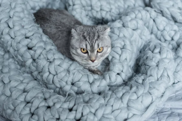 Cat on wool blanket — Stock Photo
