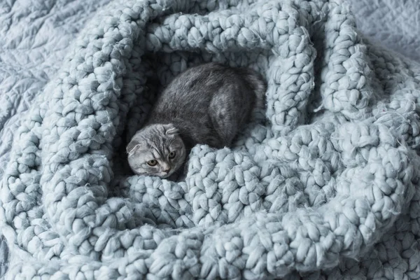 Gato em cobertor de lã — Fotografia de Stock