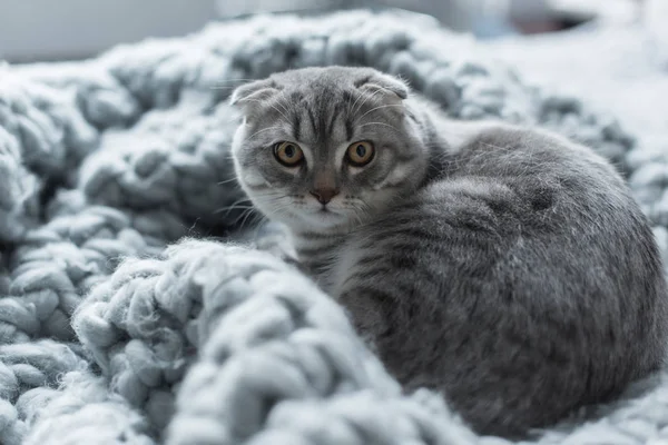 Katze auf Wolldecke — Stockfoto