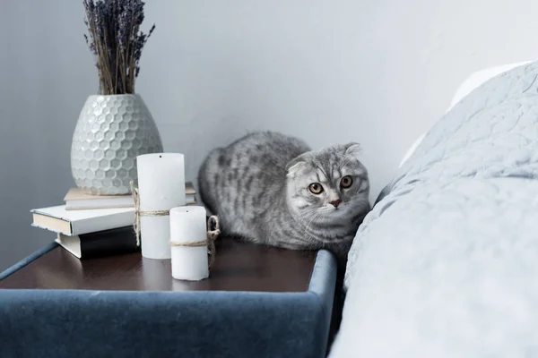 Scottish fold cat — Stock Photo