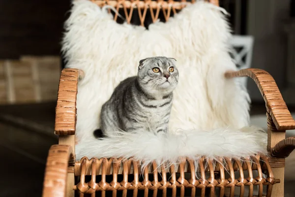 Cat on rocking chair — Stock Photo