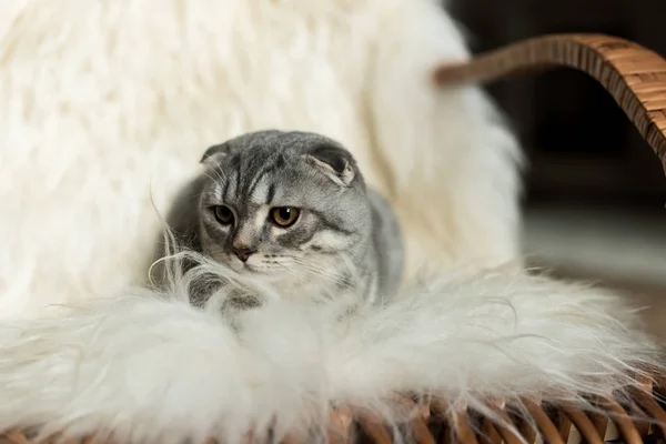 Gatto sdraiato su coperta lanosa — Foto stock