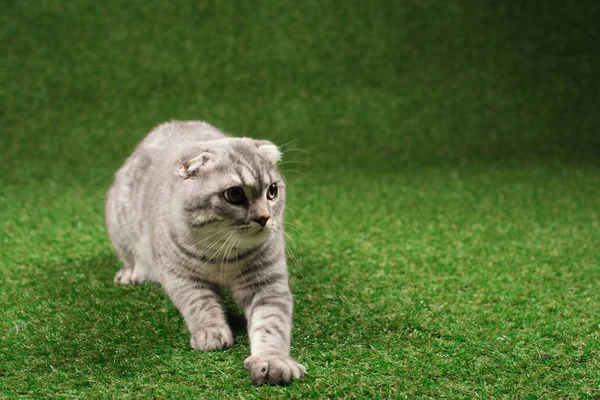 Fluffy scottish fold cat — Stock Photo