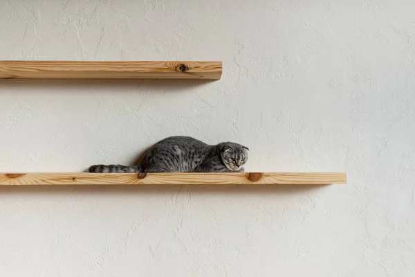 Scottish fold cat — Stock Photo