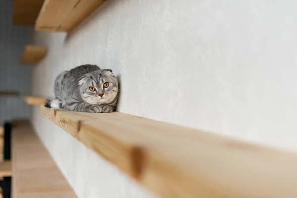 Gato pliegue escocés - foto de stock