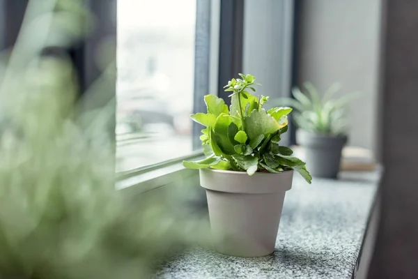 Green plant in flowerpot — Stock Photo