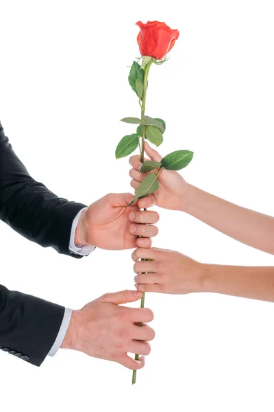 Homme présentant rose à femme — Photo de stock