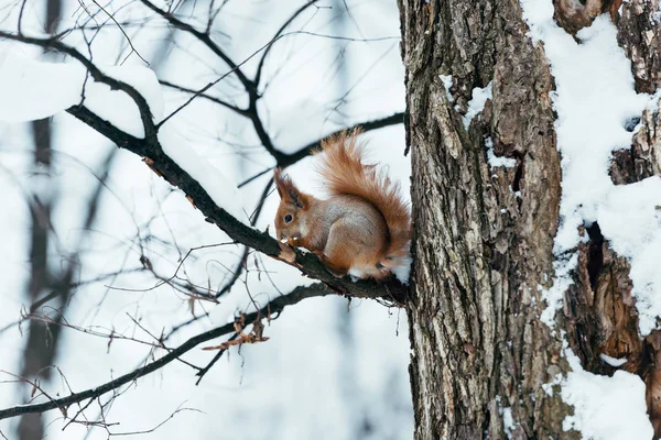 Foyer sélectif de mignon écureuil assis sur l'arbre dans la forêt d'hiver — Photo de stock