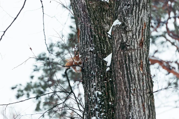 Selective focus of cute squirrel sitting on tree in winter forest — Stock Photo