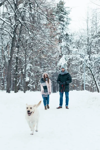 Joven pareja con perro paseando en invierno snowy park - foto de stock