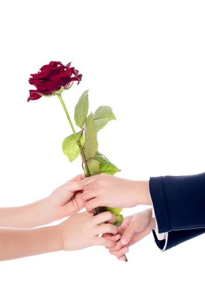 Cropped shot of little kids holding rose flower in hands isolated on white — Stock Photo