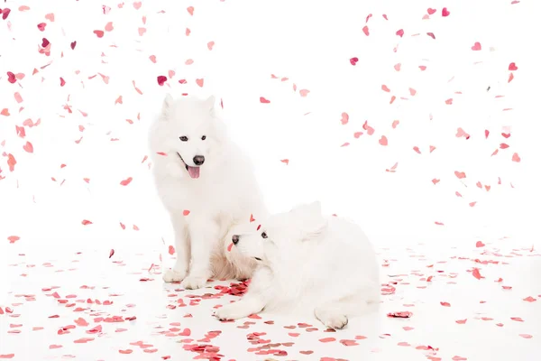 Deux chiens samoyed sous les confettis en forme de coeur tombant sur blanc, concept de Saint-Valentin — Photo de stock