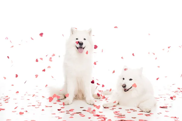 Deux chiens samoyed sous les confettis en forme de coeur tombant sur blanc, concept de Saint-Valentin — Photo de stock