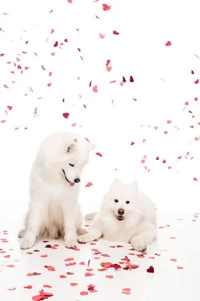 Deux chiens samoyed sous les confettis en forme de coeur tombant sur blanc, concept de Saint-Valentin — Photo de stock