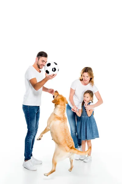 Familia y perro recuperador de oro jugando con pelota de fútbol, aislado en blanco - foto de stock