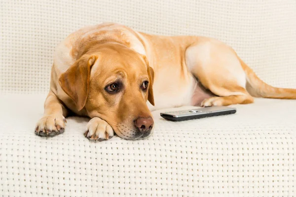 Golden retriever dog lying on sofa with tv remote control — Stock Photo