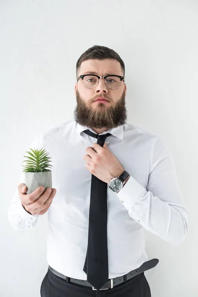 Porträt eines selbstbewussten Geschäftsmannes mit Kakteenpflanze in der Hand isoliert auf grau — Stockfoto