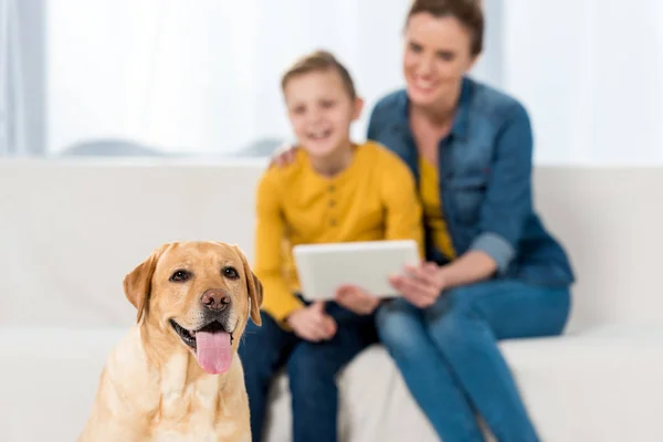 Felice madre e figlio utilizzando tablet insieme al cane seduto sul pavimento in primo piano — Foto stock