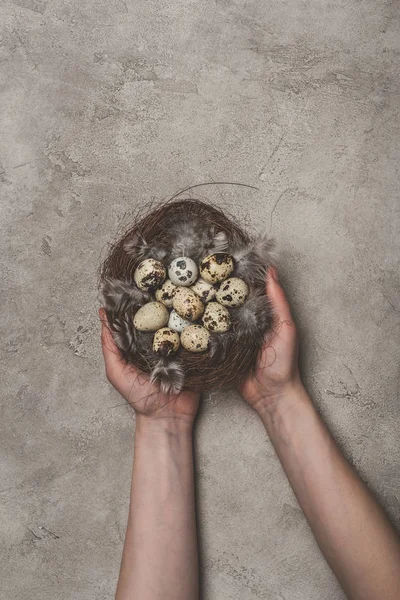Vista ritagliata dell'uomo che tiene il nido con piume e uova di quaglia sulla superficie di cemento — Foto stock