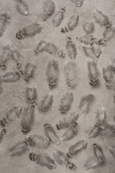 Vue de dessus du fond avec des plumes douces sur la surface du béton — Photo de stock