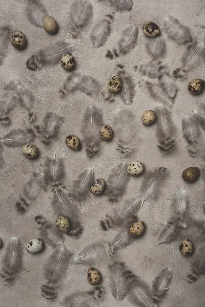 Top view of quail eggs and feathers on concrete surface — Stock Photo