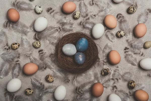 Верхний вид окрашенных пасхальных яиц в гнездо на бетонной поверхности с перьями, курицей и перепелиными яйцами — стоковое фото