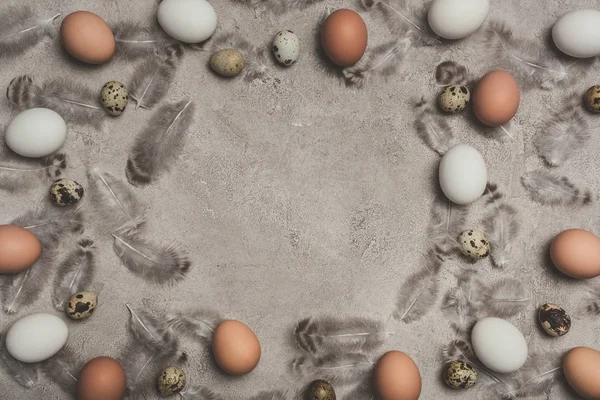 Frame of chicken and quail eggs on concrete surface with feathers — Stock Photo